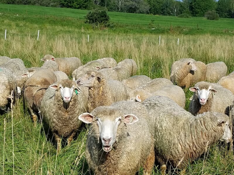 Ramblin Vewe Farm Products Wool