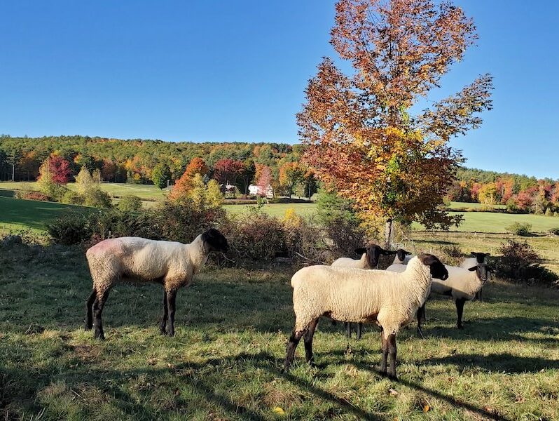 Registered Targhee and Suffolk Sheep